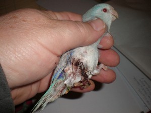 Zraněný papoušíček