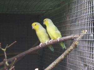 Papoušíčci žlutolící